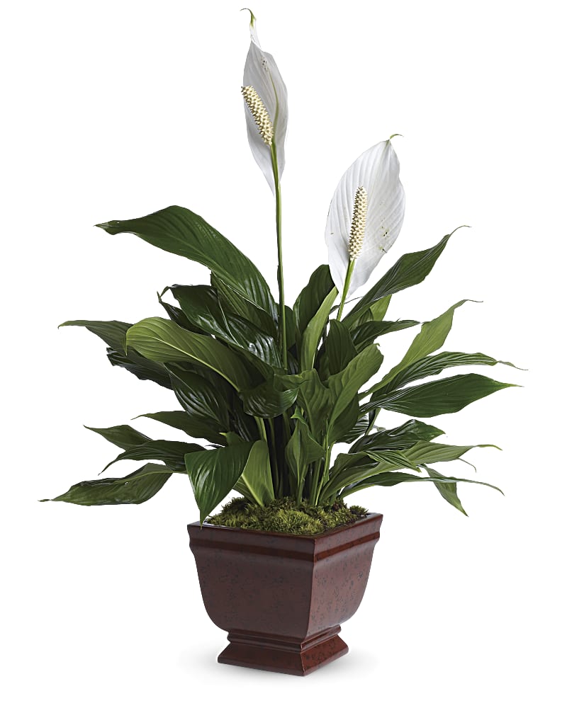 Peace Lily